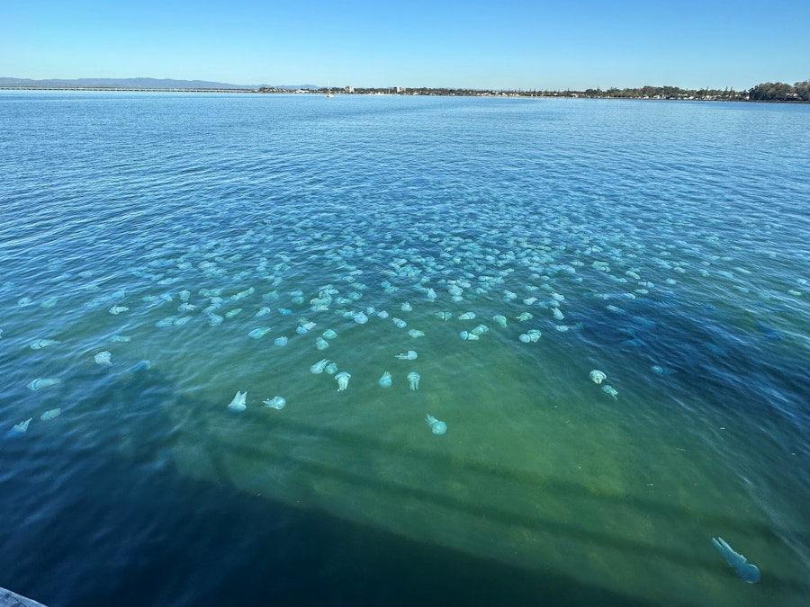 Jellyfish swarm at Woody Point